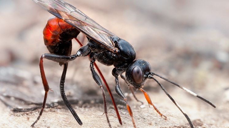 Den artrikaste insektsgruppen i Sverige är steklar. Foto John Hallmén.