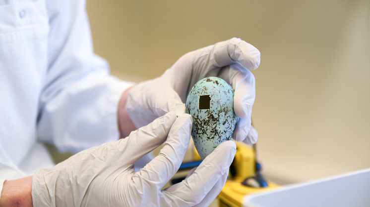 Ägg från sillgrissla i Miljöprovbanken