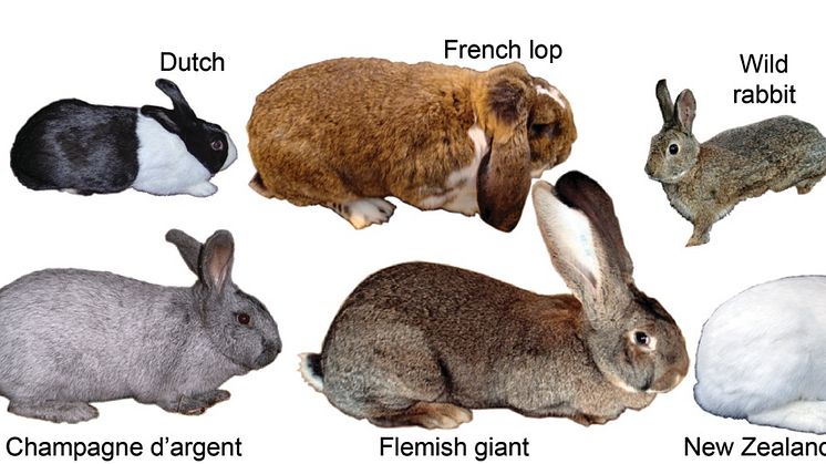 New research reveals how wild rabbits were genetically transformed into tame rabbits