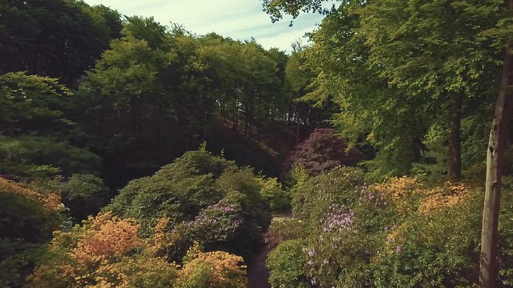 Rhododendronblomningen på Sofiero 