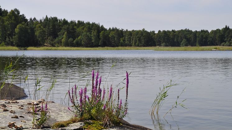 Vänern
