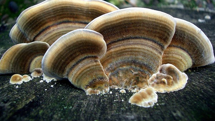Sidenticka, Trametes versicolor. Foto: Steve Jurvetson, Flickr