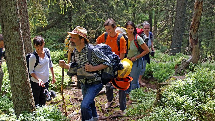 Waldaufstieg be einer Wanderung mit Markus Metzger
