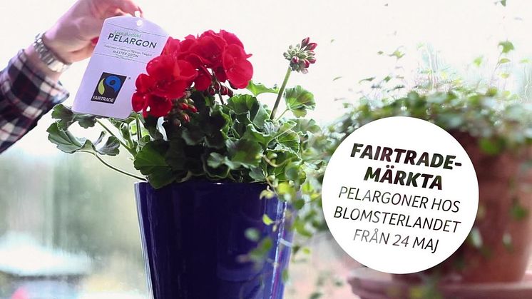 Fairtrade-märkt pelargon