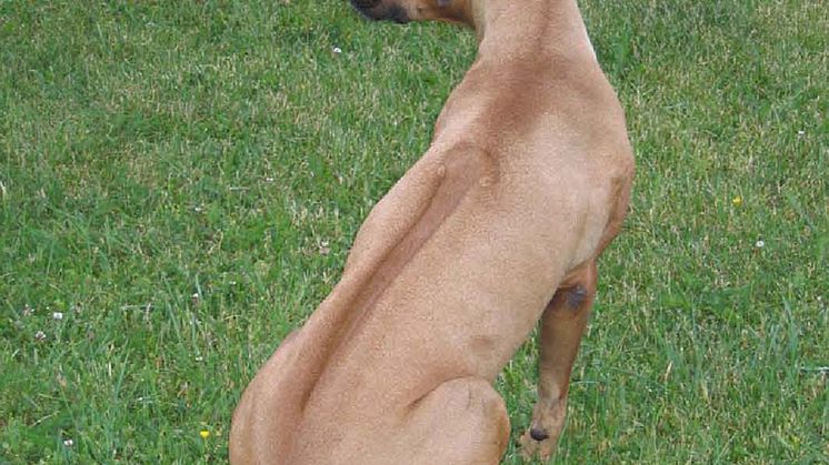 PM_hundgenetik2
