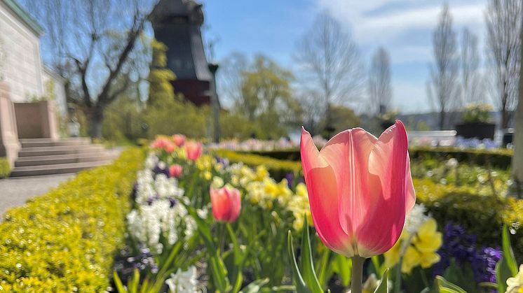 Vårblom i parken. Foto: PEW