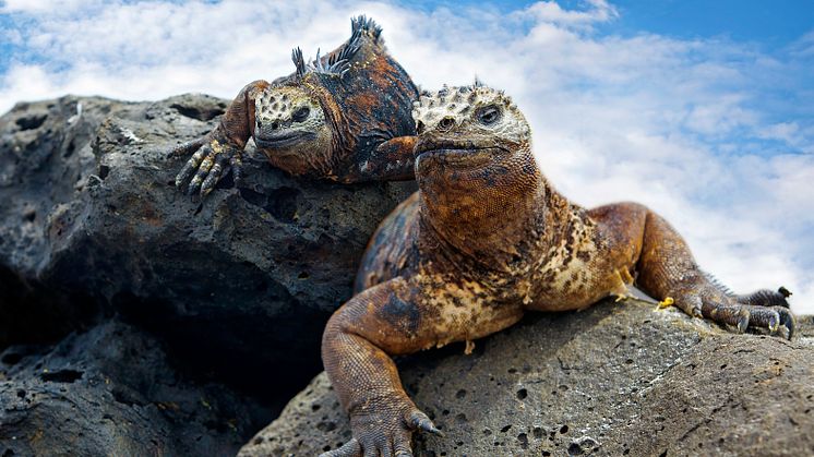 HRX, Galapagos, Marine-Iguans_©kjorgen-iStock-GettyImages.jpg