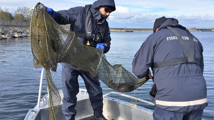 Olagligt ålfiske fortsätter – stor ökning av HaV:s beslag av ryssjor