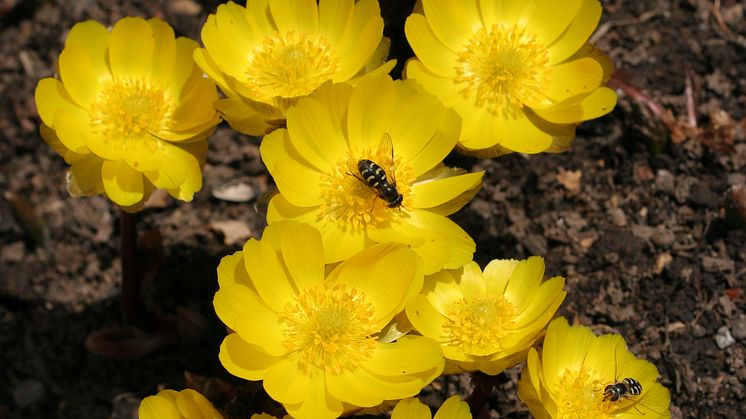 För att hålla jämna steg med sin miljö måste arter svara på både kort- och långvarig variation i klimatet. Hur väl växelverkande arter klarar det i ett föränderligt klimat beror delvis på evolution. Foto: Svetlana Bondarchuk