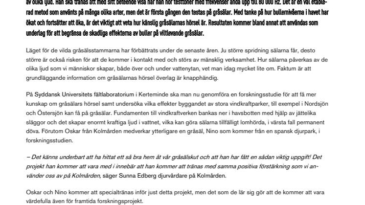 Gråsälen Oskar från Kolmården deltar i dansk hörselforskning