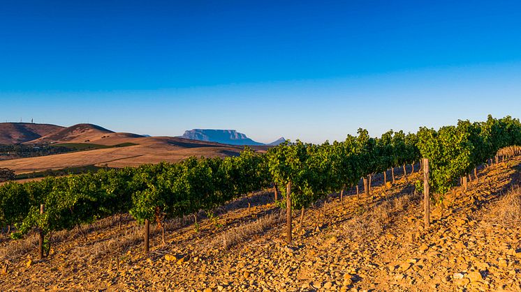 Atlantkyld Sauvignon blanc rullar in från Durbanville