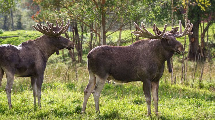 ​Utflykt till Skullaryds älgpark 24/8 - Avd Östergötland