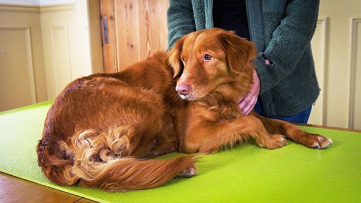 Genom att förbereda hunden inför veterinärbesöket minskar du risken för en negativ upplevelse – både för din hund och för dig själv. Foto: Sveland Djurförsäkringar