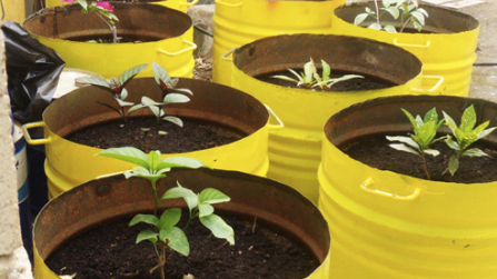 Salalah port sows seeds of a greener future