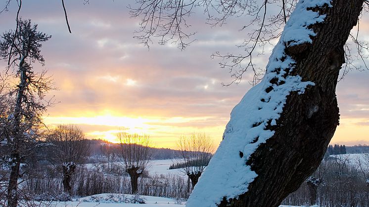 Vinter på Thoresta