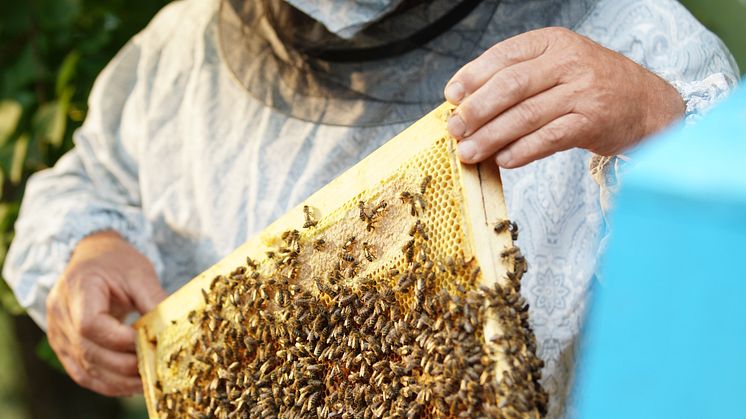 Nemiroff_local harvested honey (2)