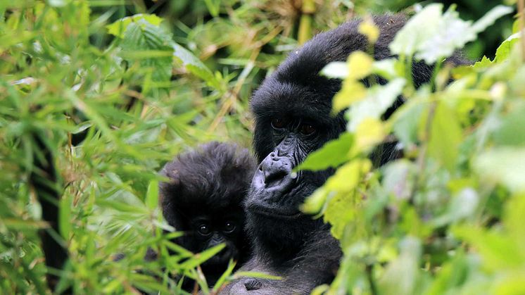 Klimaschutz zur Erhaltung des Lebensraums für Berggorillas in Ruanda, Bildquelle: myclimate