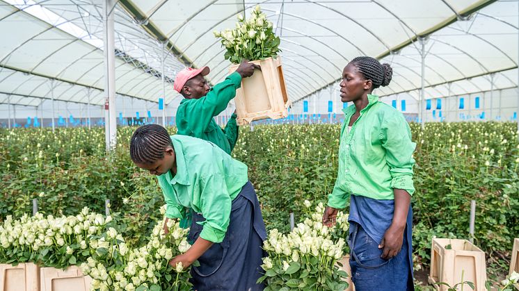 Det finns ett stort arbete kvar för att skapa bättre arbetsvillkor för anställda på världens blomplantager. Foto: Fairtrade Sverige. 