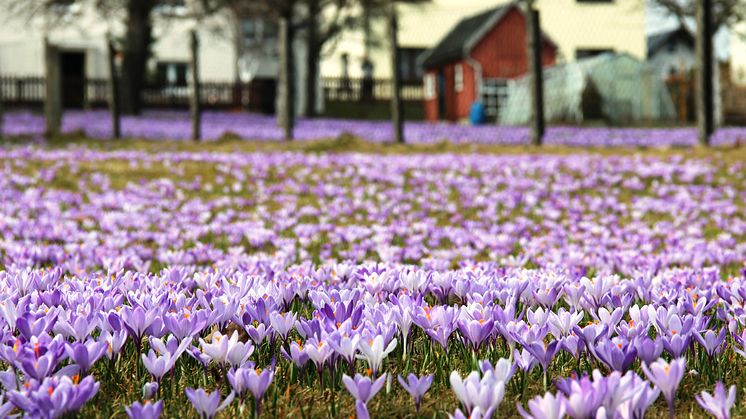 Krokusblüte in Drebach 