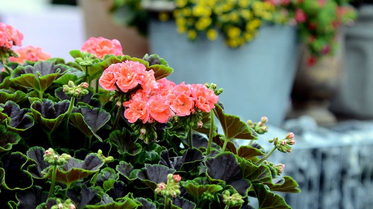Pelargonium Brocade ´Salmon Night´