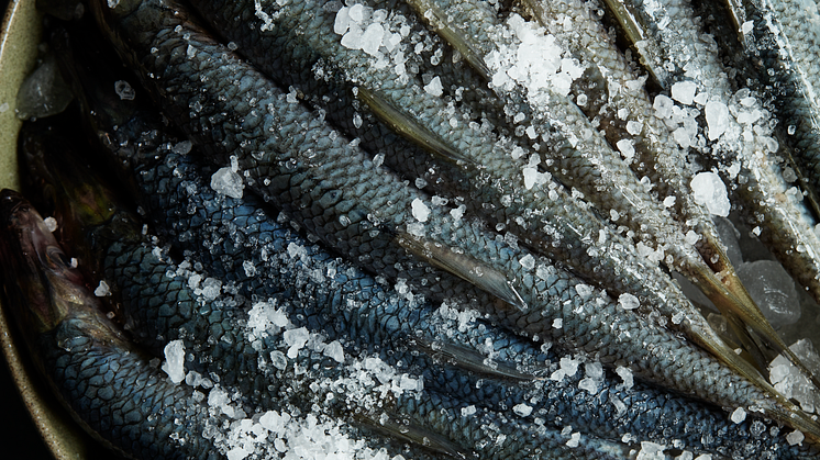 Seafood-Gastro-3
