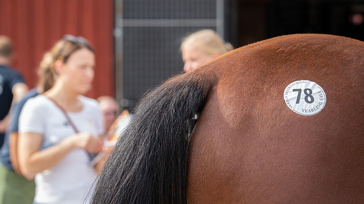 12-13 oktober hålls premiären för Solvalla Criterium Sale. Foto: Mia Törnberg