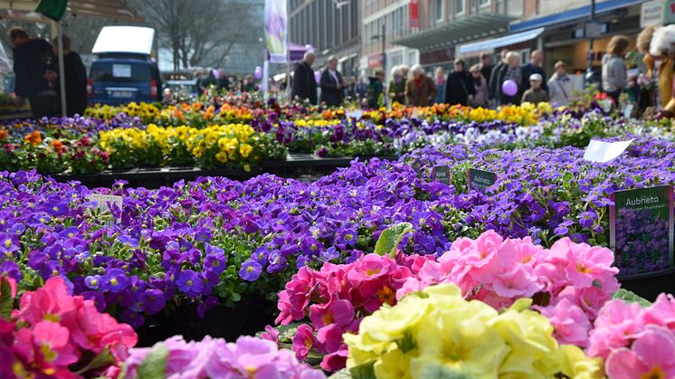 Pflanzen, Blumen, Garten- und Outdoorzubehör, kulinarische Köstlichkeiten 