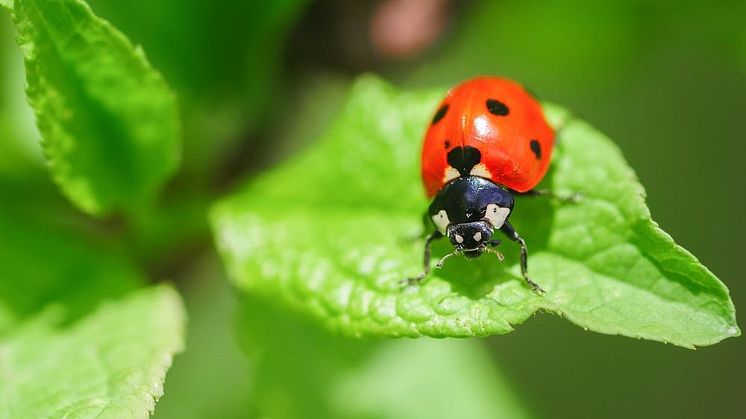 Nyckelpigan, är en av de mer kända insekterna. I världens finns miljontals andra, obeskrivna insekter som nu kommer att kartläggas i forskningsprojektet DarkTree.