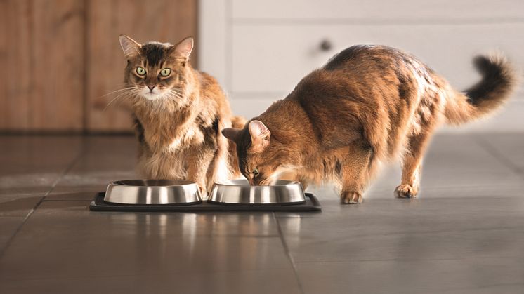 Trinkende Katzen - wie der Stubentiger genügend trinkt, erfahren Sie im Ratgeber