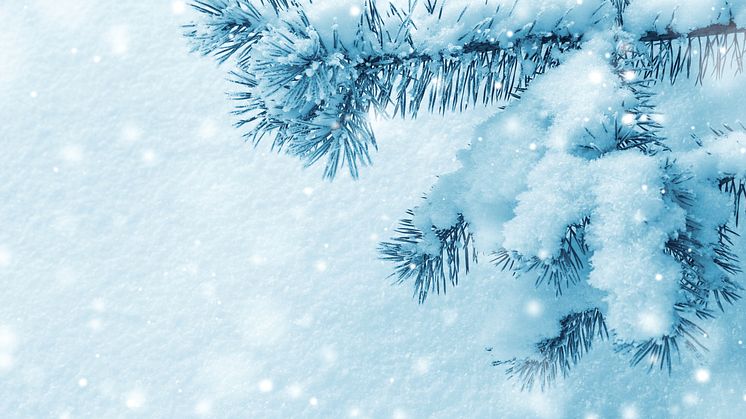 christmas-snow-winter-tree-branch-pine-1635976-pxhere.com
