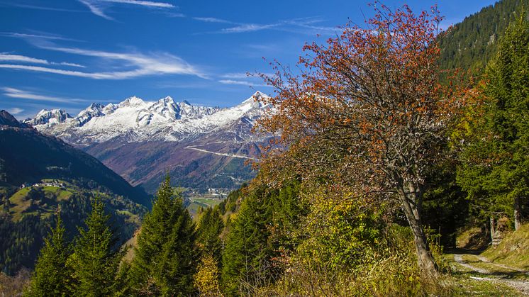 Leventina