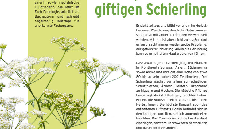 Blasen am Fuß durch den giftigen Schierling
