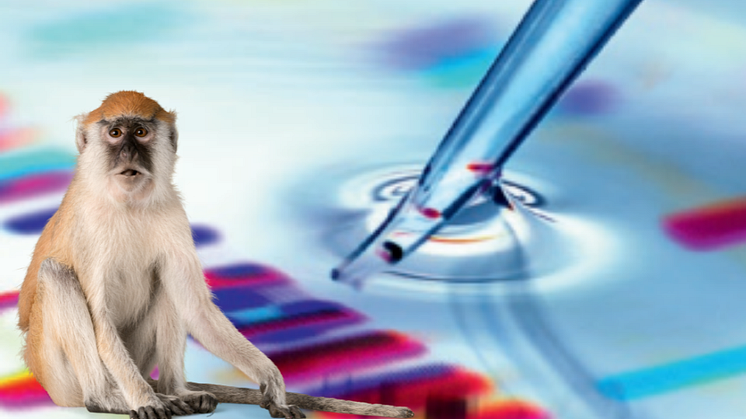 Affenpocken – DIAMEDIS bietet PCR-Diagnostik an
