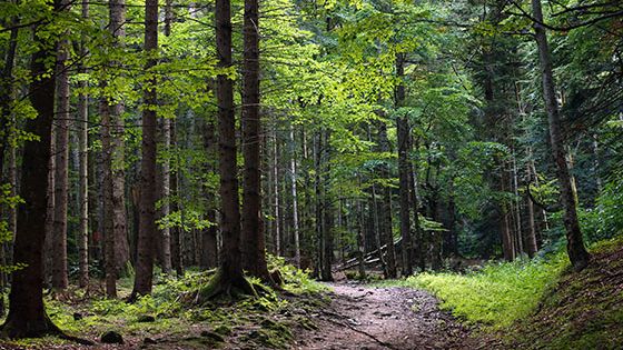 ​Elmia ja DLG järjestävät uudet metsämessut Transilvaniassa