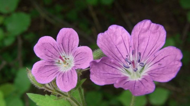 Vandring: Blomstervandring (midsommarblomster)