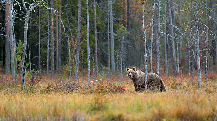 Naturhistoriska Riksmuseet har sedan 2018 den nationella koordinatorsrollen för inventeringen av björn på uppdrag av Naturvårdsverket. Foto Shutterstock.
