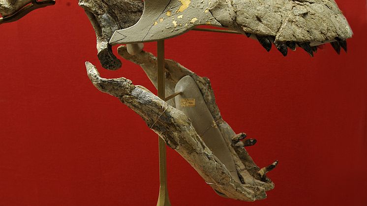 pm_euhelopus_huvud