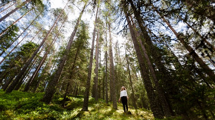 Skogsbading i Dalarna. Foto: Matilda Holmqvist