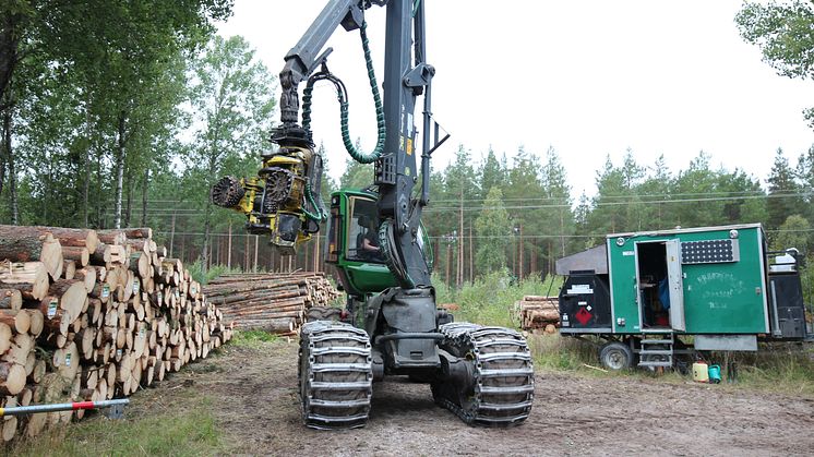 Skogsavverkning
