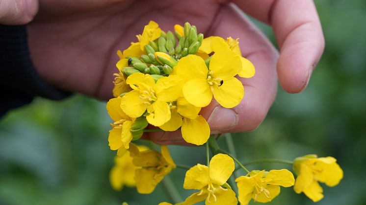Rapsbaggar i Exavance. Foto: Bayer