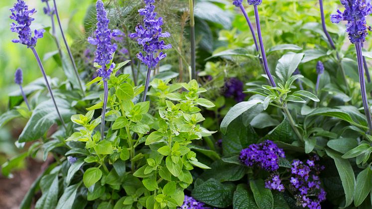 Heliotrop och daggsalvia i en vacker mix. Foto: Blomsterfrämjandet/Lena Granefelt