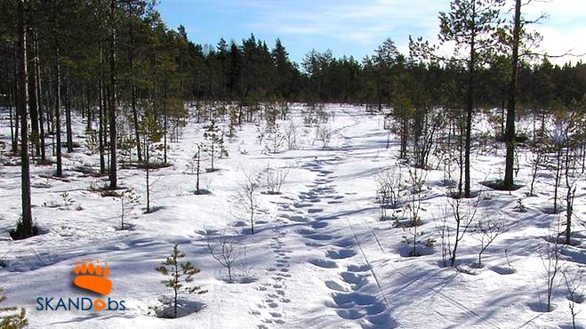 Vi ser gärna att du är delaktig i rovdjursinventeringen