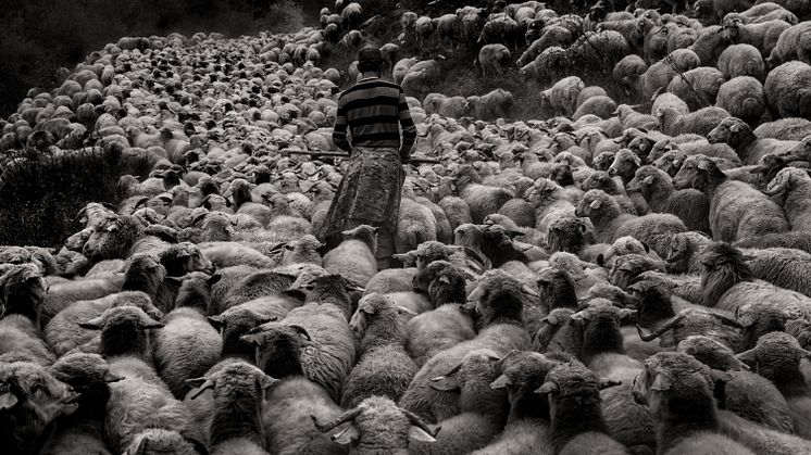 Maurice Wolf - Sheep drive in Tusheti01.jpg