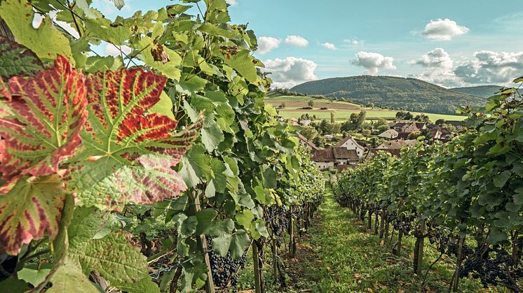 Naturpark Schaffhausen ©Schweiz Tourismus