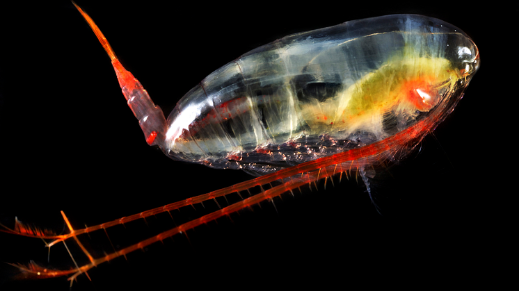 The Norwegian Government has decided to open for commercial harvesting of Calanus finmarchicus, the small copepod that constitutes the largest renewable and harvestable resource in the Norwegian sea. 