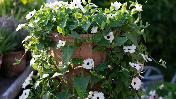 Svartöga fick sitt namn tack vare den först upptäckta plantan, där den otroligt vackra gulorange blomman begåvats med ett synnerligen distinkt, svart centrum. Alla sorter bär dock inte på detta karaktäristiska svarta centrum. 