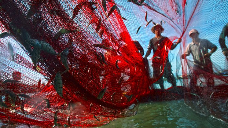Tran Vinh Nghia, Viet Nam
