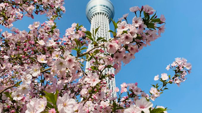 TOKYO SKYTREE and cherry blossom
