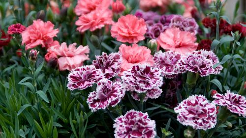 Trädgårdsnejlika i kruka – sommar inne och ute