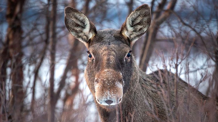 Vid SLU studerar forskare samspelet mellan älgar, människor och miljö. Under SVT:s sändning "Den stora älgvandringen" kommer forskare att svara på tittarnas frågor. Foto: Jörgen Wiklund